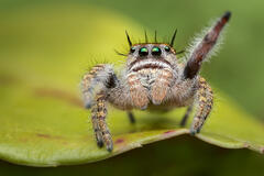 Phidippus carolinensis