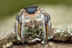 Phidippus insignarius