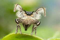 Phidippus insignarius