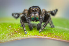 Phidippus olympus