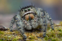 Phidippus purpuratus