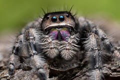 Phidippus regius