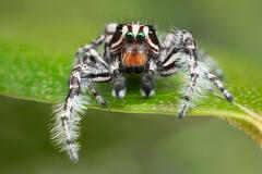 Phidippus tigris