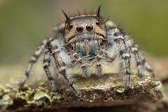 Phidippus toro