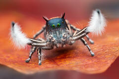 Phidippus toro