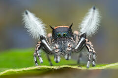 Phidippus toro