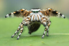 Phidippus tyrrellii