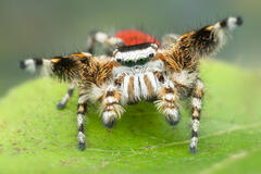 Phidippus tyrrellii