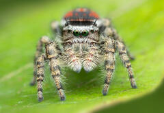 Phidippus tyrrellii