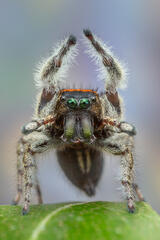 Phidippus whitmani