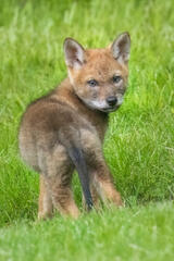 Coyote Pup