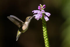 Ruby-throated Hummingbird