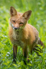 Red Fox