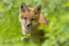 Red Fox Kit