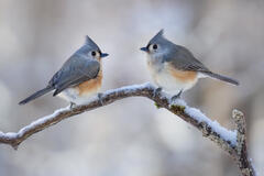 Tufted Titmouse Pair