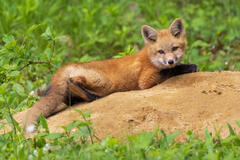 Red Fox Kit