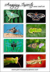 Amazing Insects Set