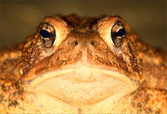 American Toad