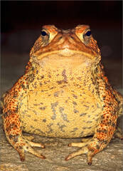 American Toad