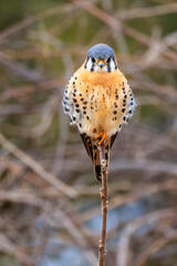 American Kestrel