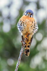 American Kestrel