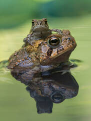 American toads