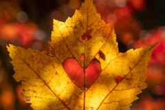 Autumn Love