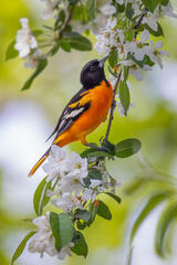 Baltimore Oriole