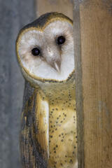 Barn Owl