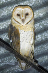 Barn Owl