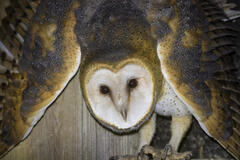 Barn Owl