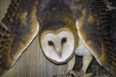 Barn Owl