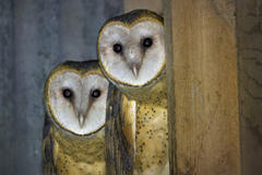 Barn Owlets