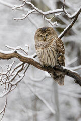 Barred Owl-