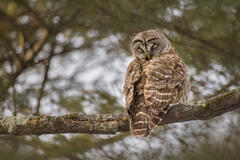 Barred Owl-Pelham Woods