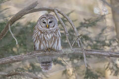 Barred Owl-Pelham Woods 