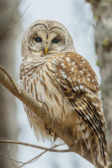 Barred Owl