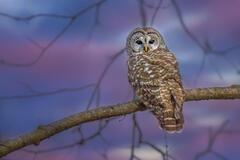 Barred Owl-Amherst, MA