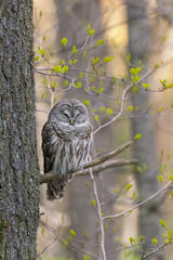 Barred Owl