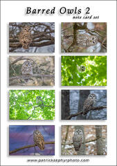 Barred Owls II