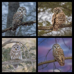 Barred Owls Coaster Set II