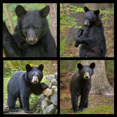 Black Bear Coaster Set