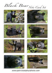 Black Bear Set