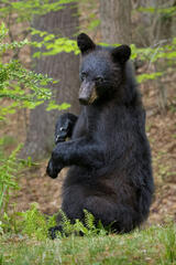 Black Bear Cub