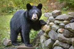 Black Bear Cub