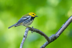 Black-throated Green Warbler