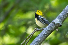 Black-throated Green Warbler