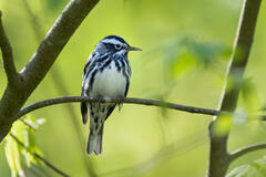 Black and White Warbler