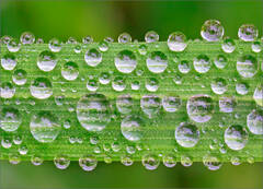 Blade of Grass