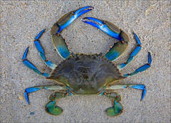 Blue Crab